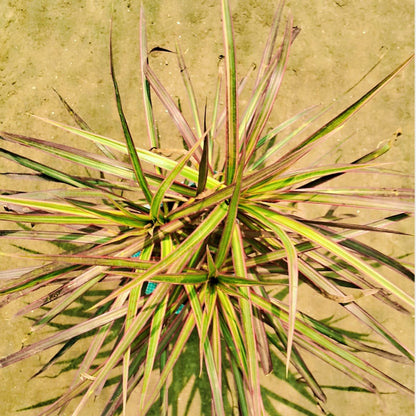 Dracaena angustifolia big  in 8 inch polybag Plantncr