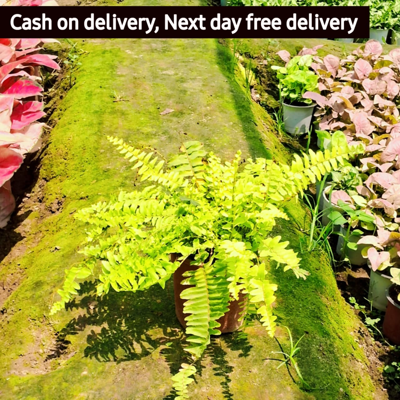 Golden Fern plant in 6 inch pot Plantncr