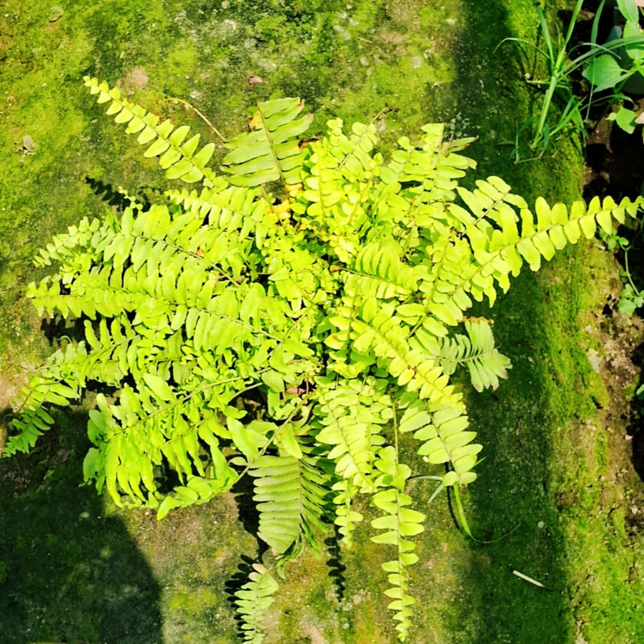 Golden Fern plant in 6 inch pot Plantncr