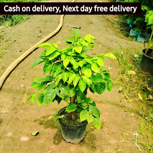 China Doll (Rademachera plant in 7-inch nursery pot Plantncr