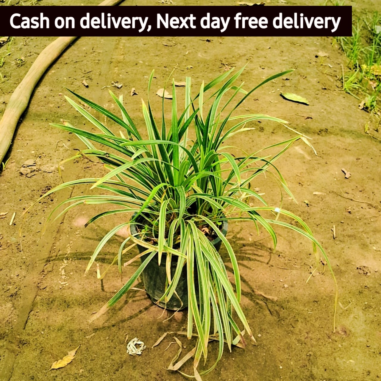 Ribbon grass in 6 inch pot Plantncr