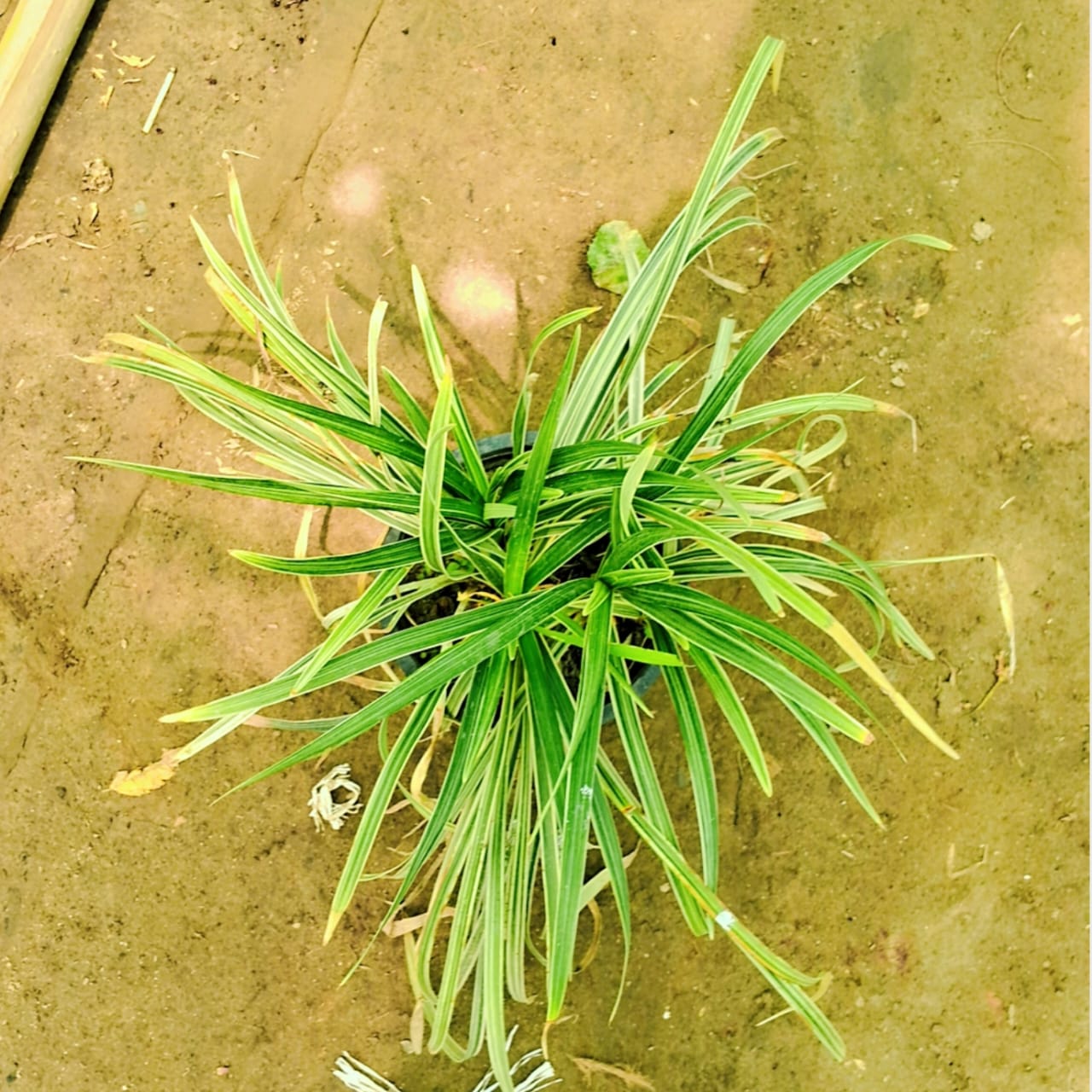 Ribbon grass in 6 inch pot Plantncr