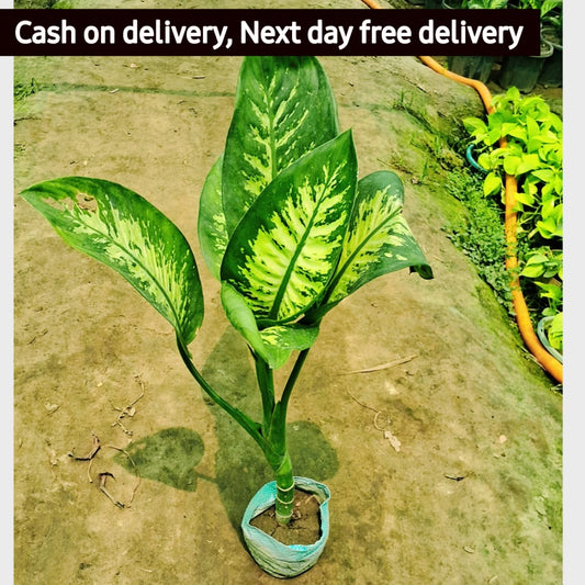 Dieffenbachia Plant in 6 inch nursery bag Plantncr