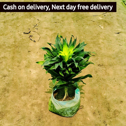 Dracaena Compacta indoor plant in 6 inch nursery bag Plantncr
