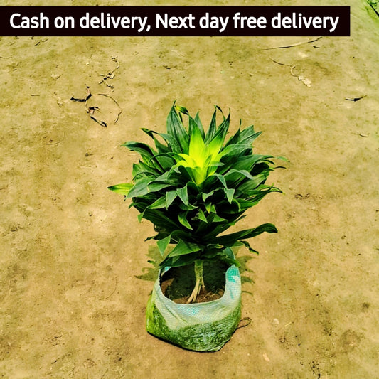 Dracaena Compacta indoor plant in 6 inch nursery bag Plantncr