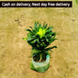 Dracaena Compacta indoor plant in 6 inch nursery bag Plantncr