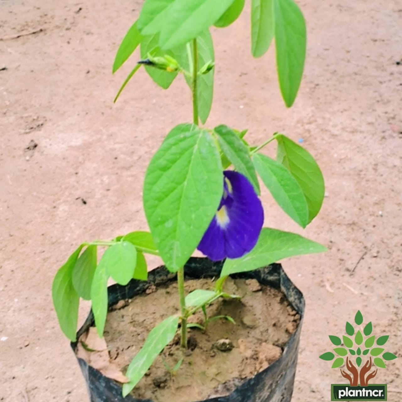 Aprajita ( blue )plant in 4 inch polybag Plantncr