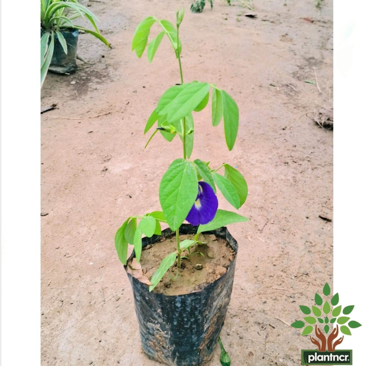 Aprajita ( blue )plant in 4 inch polybag Plantncr