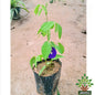 Aprajita ( blue )plant in 4 inch polybag Plantncr