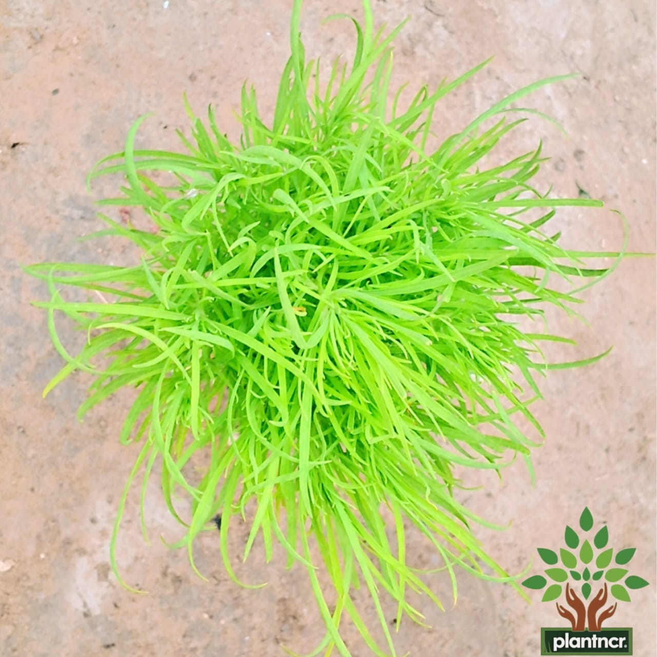 Kochia (Burning bush) Plant in 4 inch polybag Plantncr