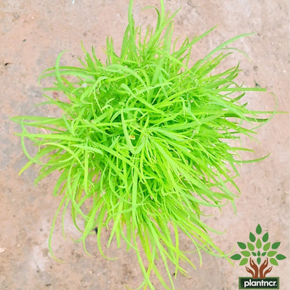 Kochia (Burning bush) Plant in 4 inch polybag Plantncr