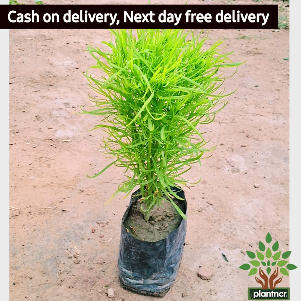 Kochia Plant (Burning Bush) – Ornamental Summer Cypress Red Garden Plant