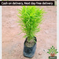 Kochia Plant (Burning Bush) – Ornamental Summer Cypress Red Garden Plant