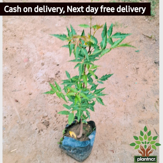 Ashoka plant in 4 inch polybag Plantncr