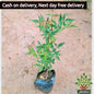 Neem plant in 4 inch polybag Plantncr
