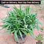Mexican petunia in 8 inch pot Plantncr