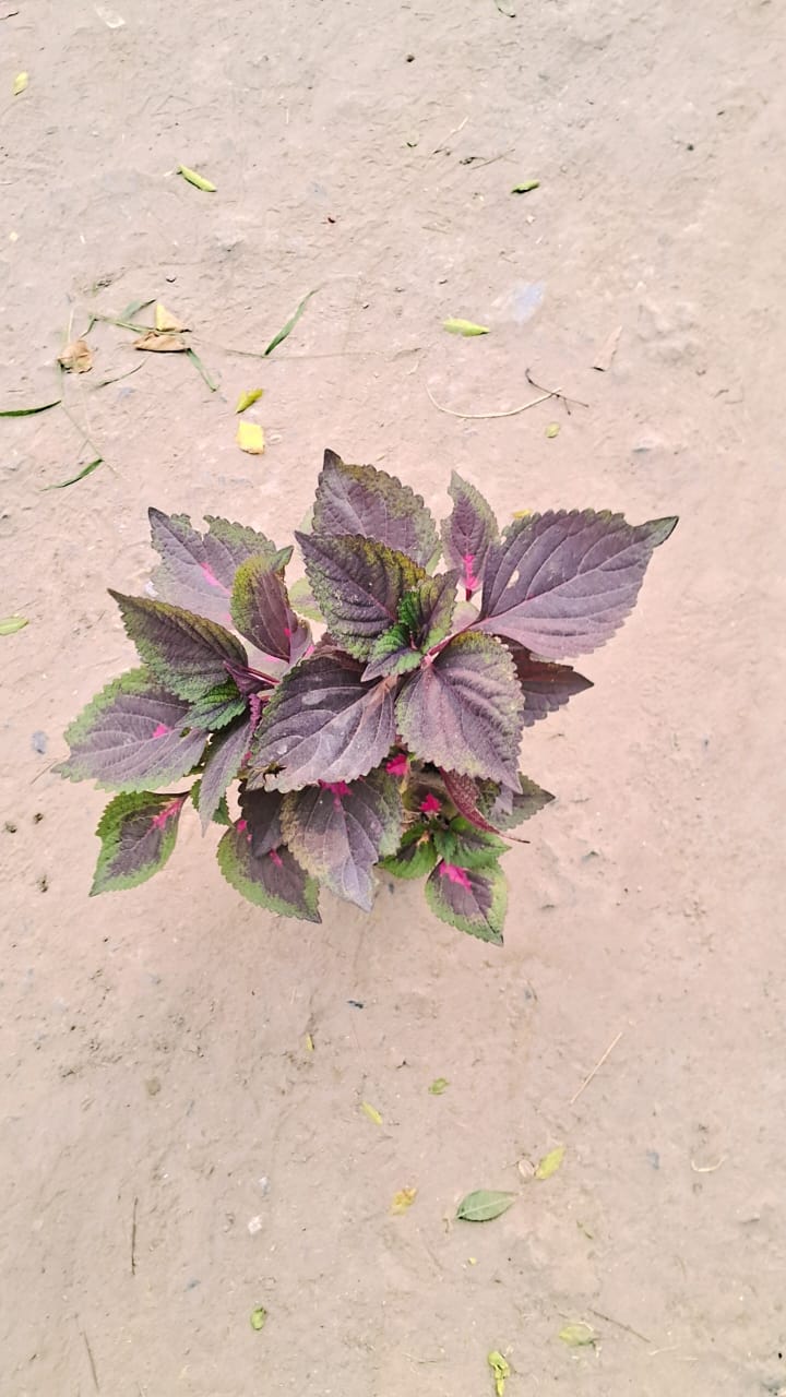 Coleus mix red plant in 6 inch pot Plantncr