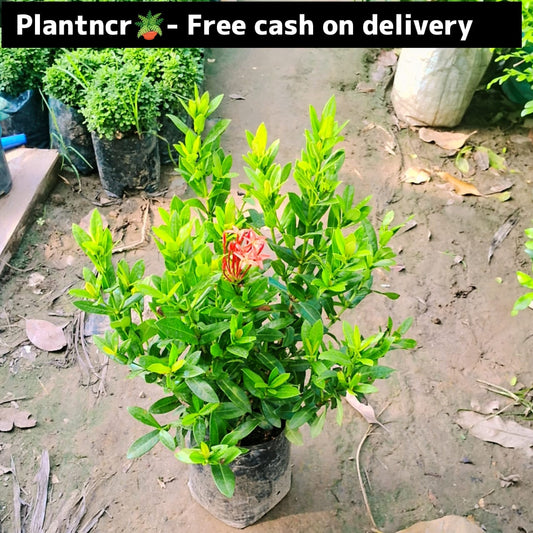 Axora plant  in 7 inch polybag Plantncr
