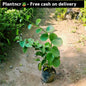 Peruvian Grape Ivy vine plant in 4 inch polybag Plantncr
