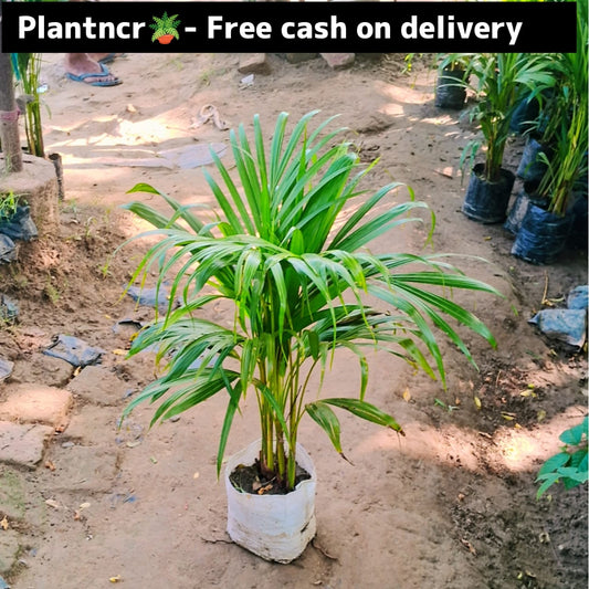 Arica palm in 6 inch nursery bag Plantncr