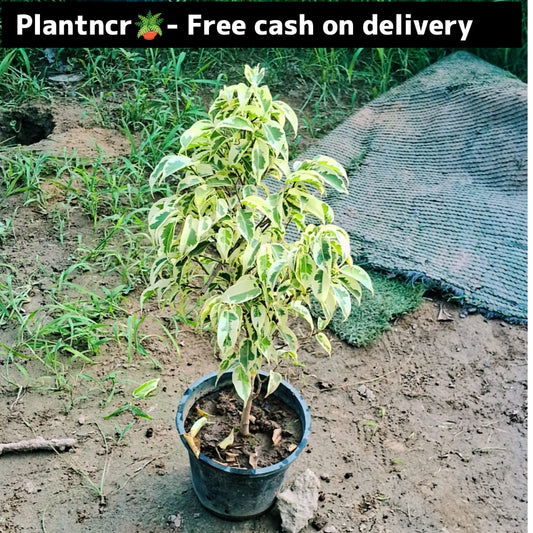 Starlight ficus plant in 7 inch pot Plantncr