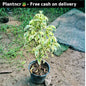 Starlight ficus plant in 7 inch pot Plantncr