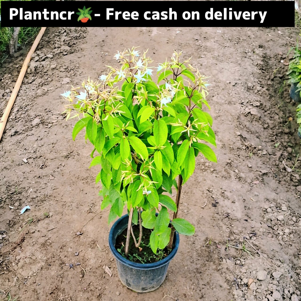 Madhumalti white (pune variety) in 8 inch pot Plantncr
