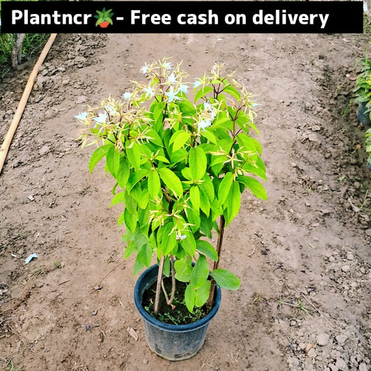 Madhumalti white (pune variety) in 8 inch pot Plantncr