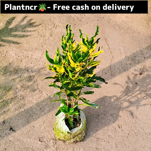 Croton dwarf in 4 Inch nursery bag Plantncr