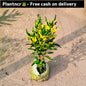 Croton dwarf in 4 Inch nursery bag Plantncr