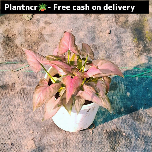 synonym red star plant (dwarf) in 4 inch pot Plantncr