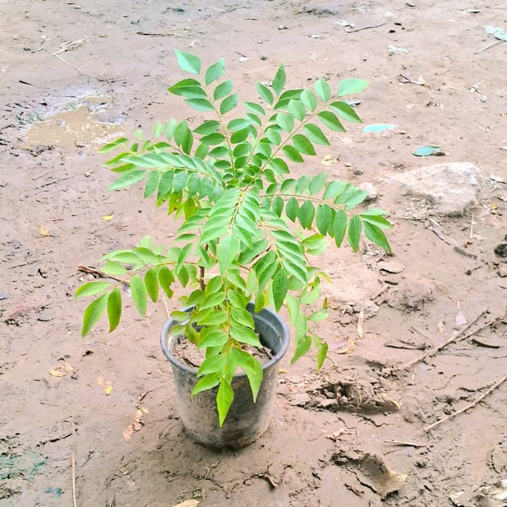 Plant