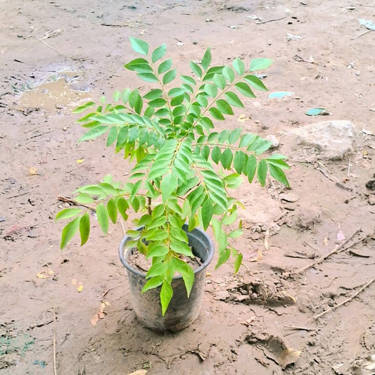 Plant