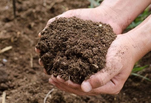 Cow dung (1kg)
