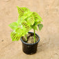 Colous  plant in 4 inch pot