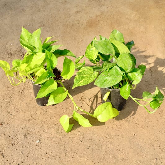 (Set of 2) Money plant in 4 inch pot