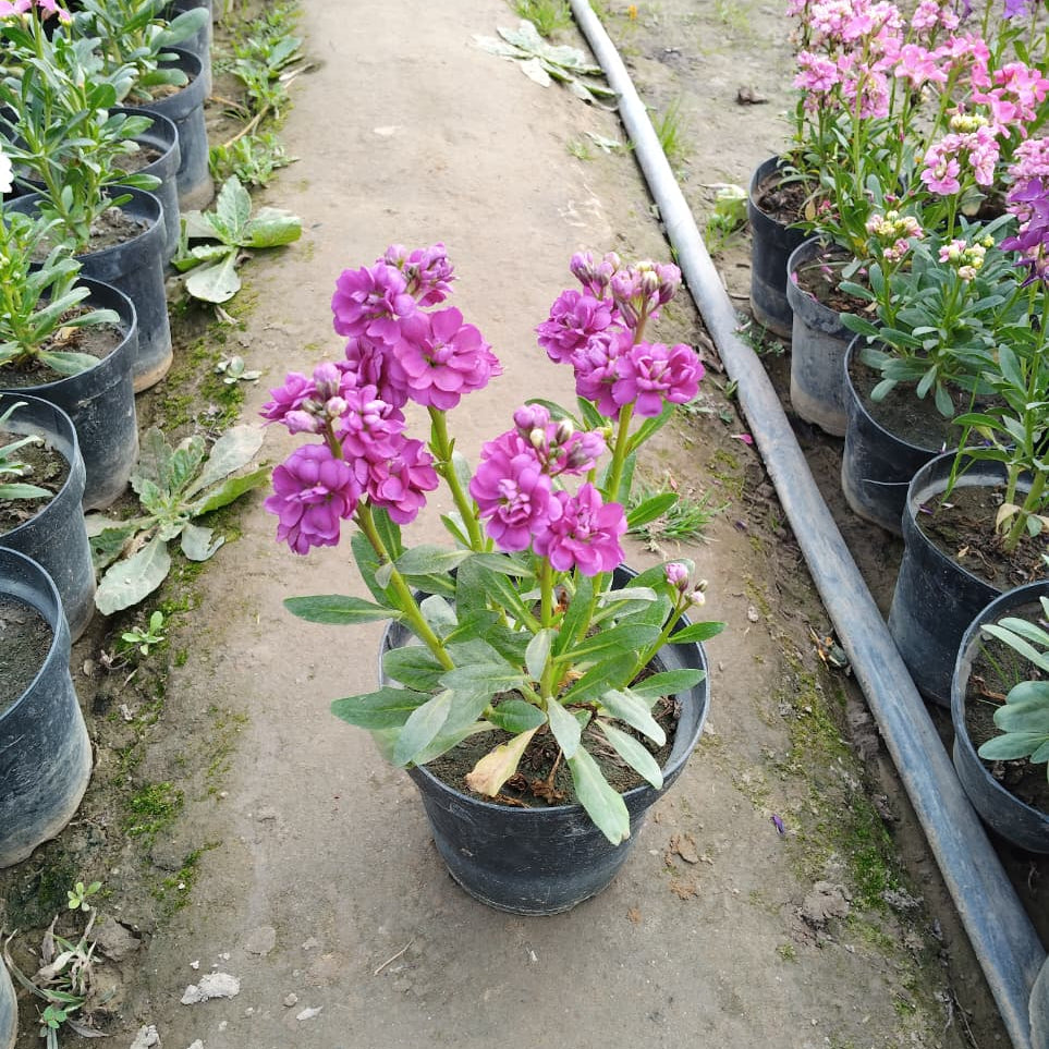 Stock plant in 6 inch pot