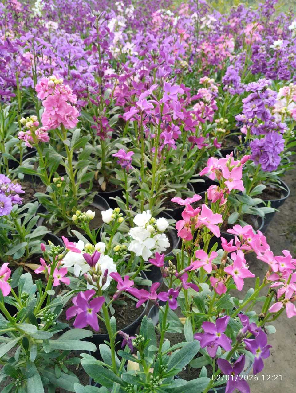 Stock plant in 6 inch pot