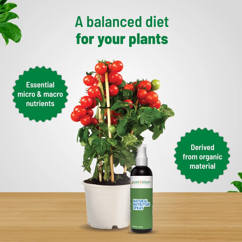 Natural Nutrition Spray (100ml) - Balanced Liquid Fertilizer for All Plants