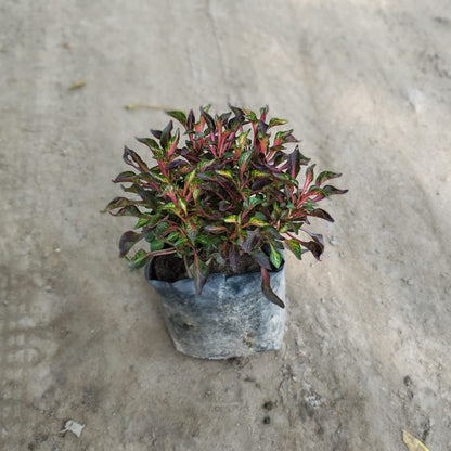 Alternanthera - Red/Purple Joyweed Ornamental Plant (Plant in 6 inch Polybag)