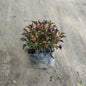 Alternanthera - Red/Purple Joyweed Ornamental Plant (Plant in 6 inch Polybag)