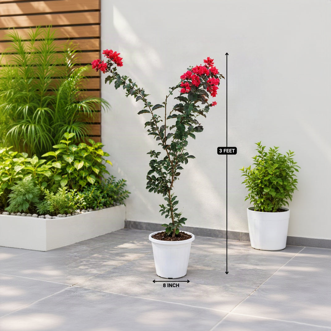 A potted bougainvillea plant with bright red flowers and green leaves, shown outdoors on a patio with dimension labels indicating 3 feet tall and 8 inches wide, next to other potted plants.