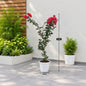 A potted bougainvillea plant with bright red flowers and green leaves, shown outdoors on a patio with dimension labels indicating 3 feet tall and 8 inches wide, next to other potted plants.