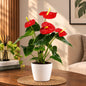 Red Anthurium Plant in 6 inch pot – Beautiful Indoor Flowering Plant | Flamingo Flower