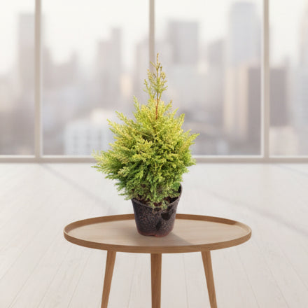 A small conifer tree in a black nursery pot placed on a green landscape fabric path in a nursery row.