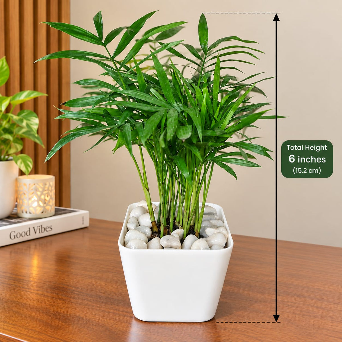 Chamaedorea Palm Plant | Elegant Indoor Air Purifying Plant in Decorative White Pot | 4 Inches pot