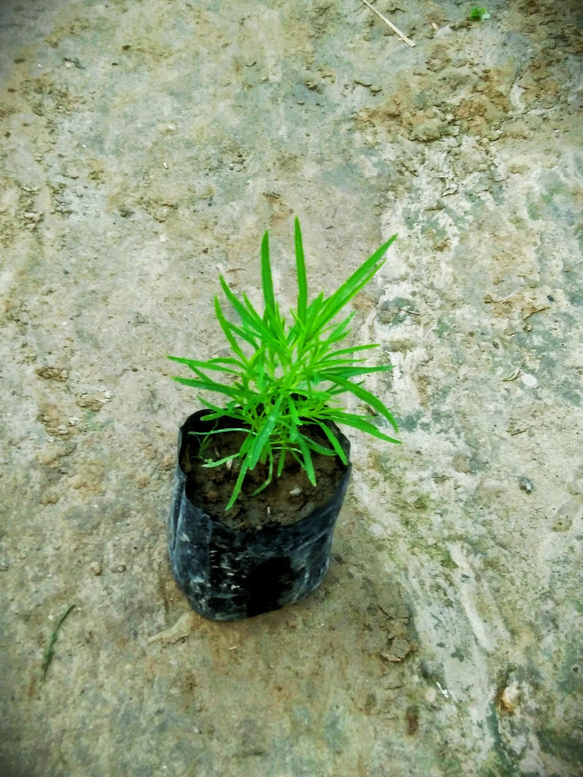 Kochia (Burning bush) Plant in 4 inch polybag Plantncr