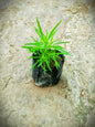 Kochia (Burning bush) Plant in 4 inch polybag Plantncr