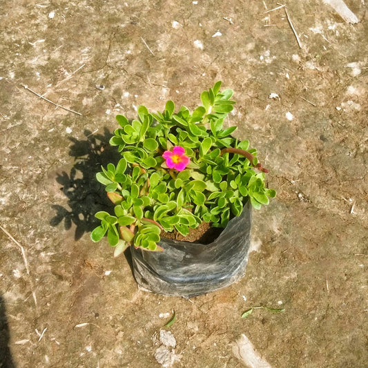 Kulfa plant in 4 inch polybag @1