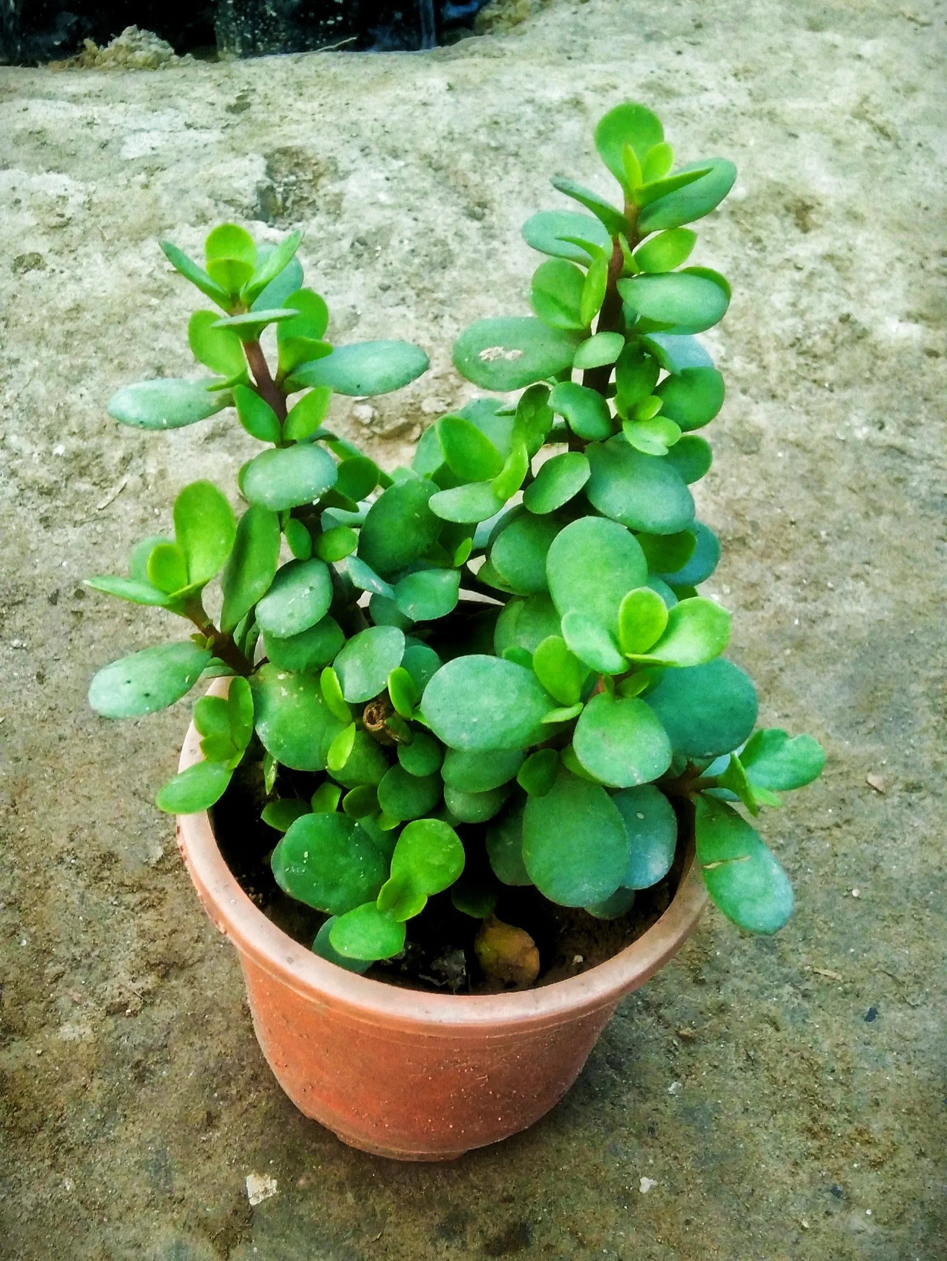 buy portulacaria afra Jade plant (Portulacaria afra) in 4 inch black pot – Plantncr